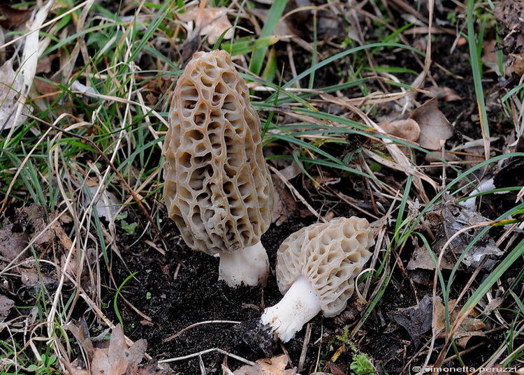 Morchelle di San Rossore (Morchella conica s.l.)